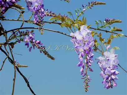  Inflorescences